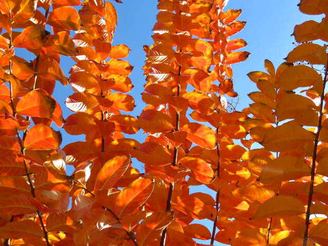 Lagerstroemia : feuillage d'automne