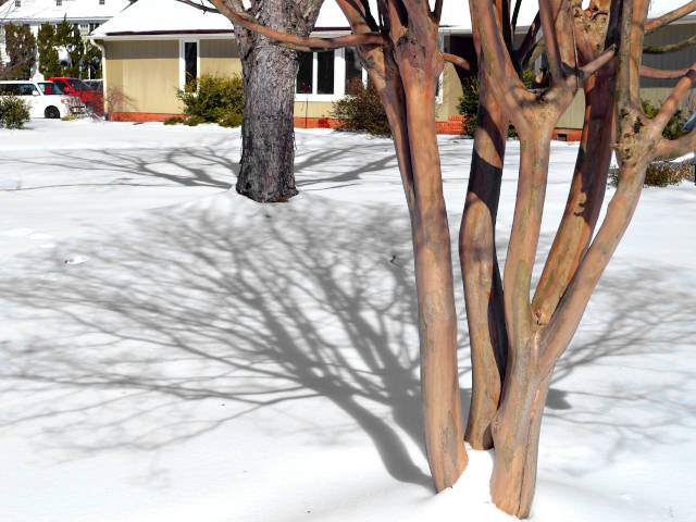 Lagerstroemia : décoratif même en hiver