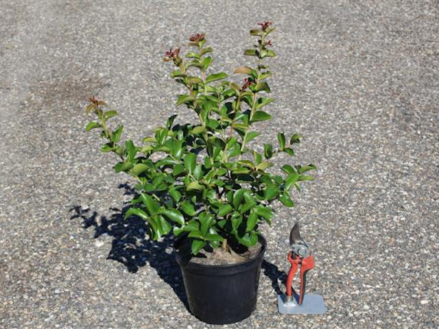 Lilas des Indes en conteneur de 3 litres