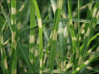 Panicum : Plantation, Culture, Espèces Et Variétés