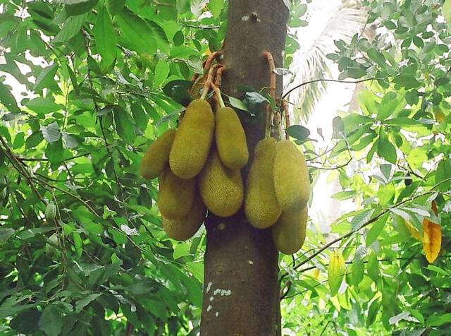 Artocarpus heterophyllus : fruits (pomme jaque)