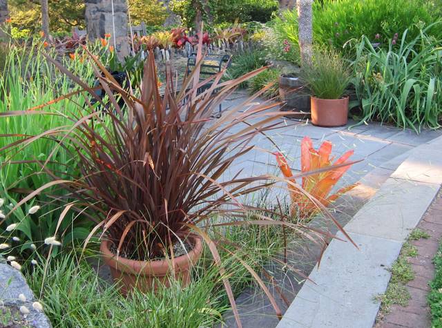 Bouteloua gracilis dans une bordure