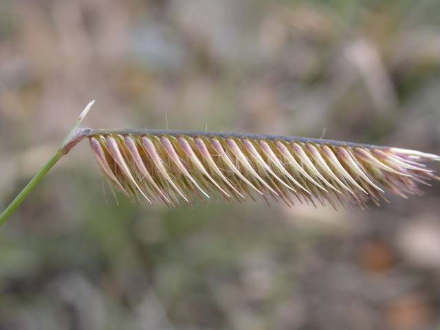 L'inflorescence horizontale de Bouteloua gracilis