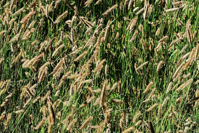 Bouteloua gracilis