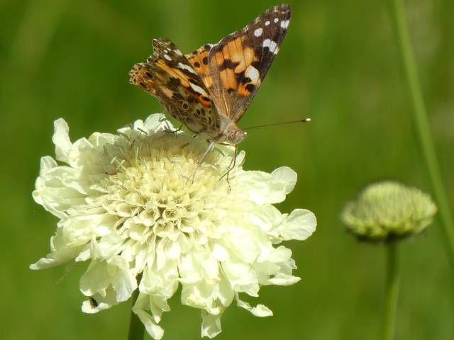 Scabieuse géante butinée par un papillon