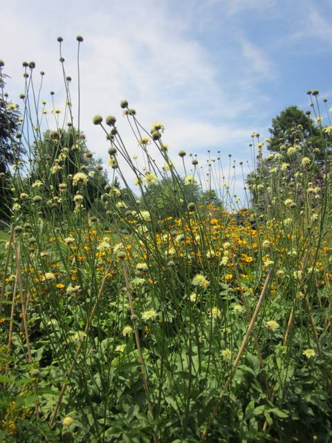 Scabieuse géante, Cephalaria gigantea