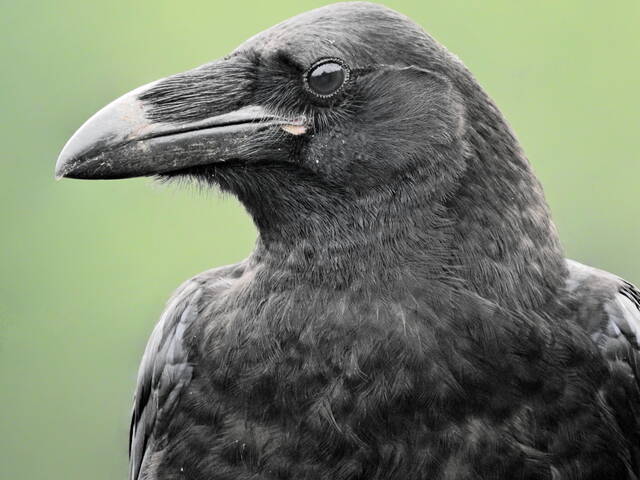 Le corbeau, véritable génie de la nature