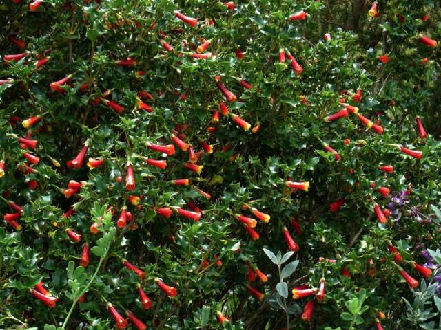 Desfontainia spinosa