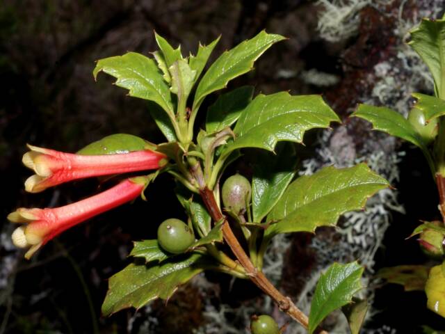 Desfontainia spinosa
