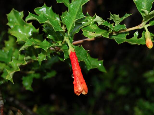 Desfontainia spinosa