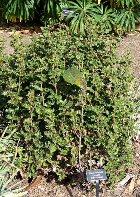 Desfontainia spinosa, taique du Chili
