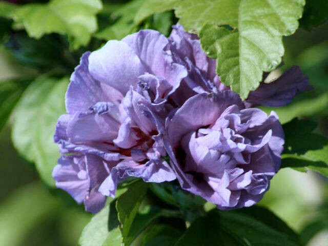Hibiscus syriacus - bleu à fleur double