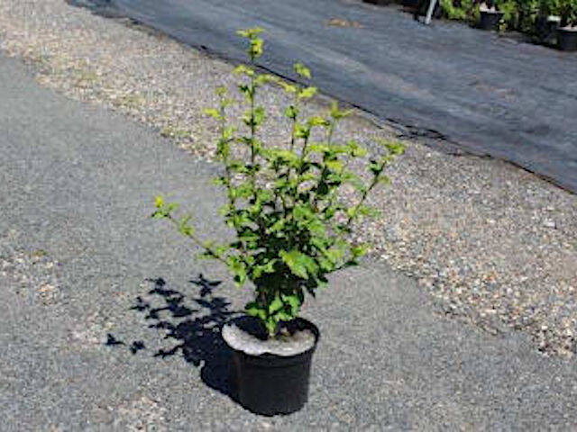Hibiscus syriacus tel qu'expédié - Pot de 3 litres