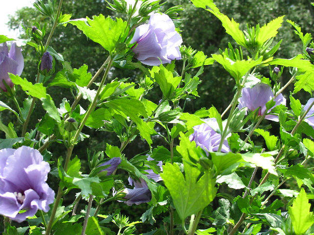 Hibiscus syriacus bleu - fleurs et feuillage