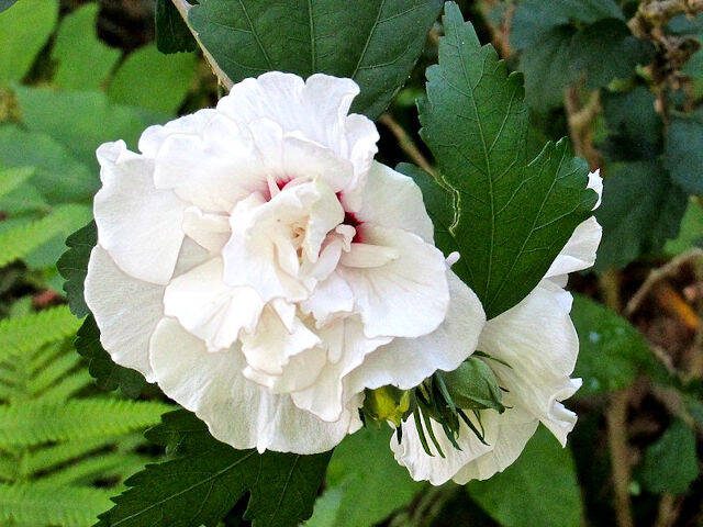 Hibiscus Syriacus Blanc Fleur Double