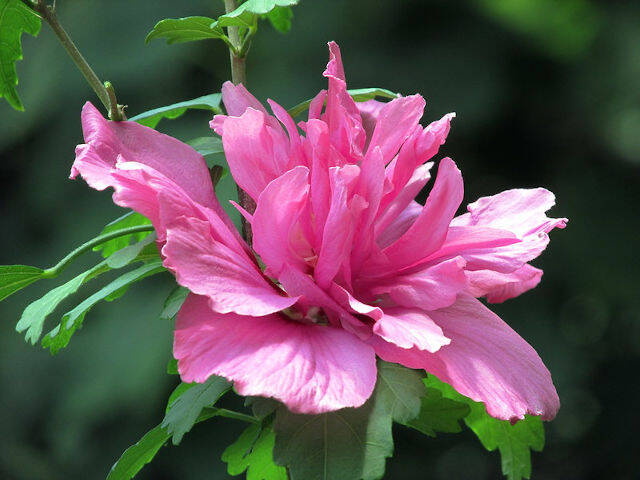 Hibiscus syriacus rose - fleur double
