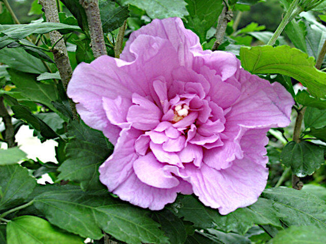 Hibiscus syriacus rose - fleur double