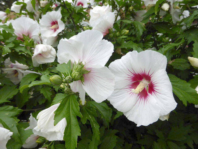 Hibiscus syriacus blanc - fleur simple