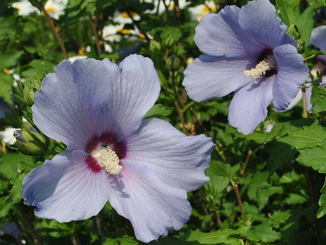 Hibiscus syriacus bleu - fleur simple