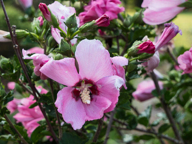 Hibiscus syriacus rose - fleur simple