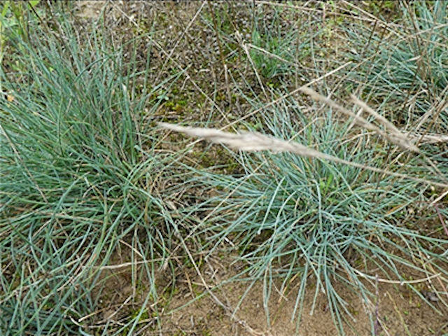 Koeleria glauca 