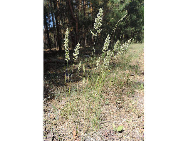 Koeleria glauca - épis