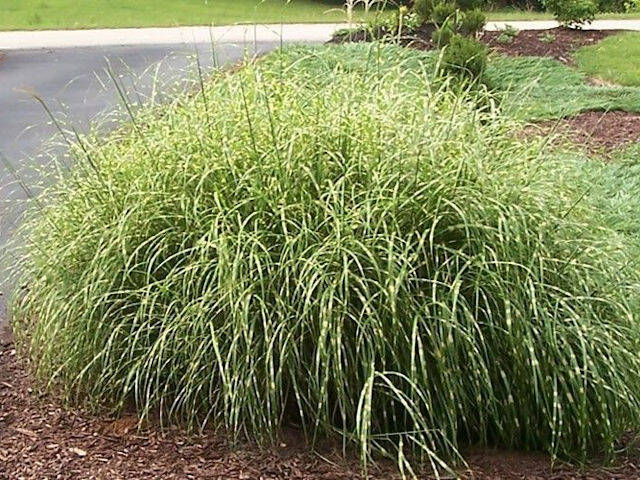Miscanthus sinensis 'Little zebra'