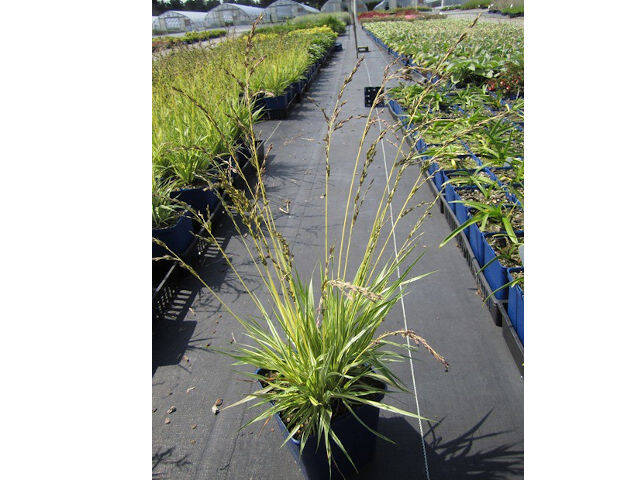 Molinia caerulea en pot de 3 litres