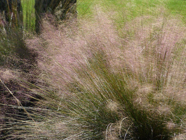 Muehlenbergia Capillaris