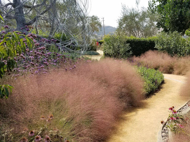 Muehlenbergia capillaris en bordure