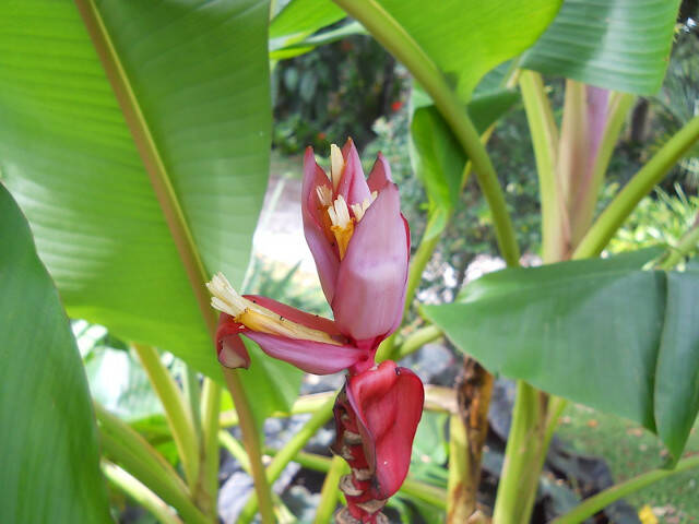 Musa velutina - fleurs roses