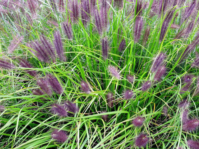 Pennisetum alopecuroides Red head
