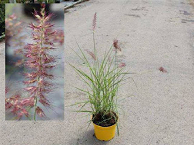 Pennisetum orientale 'Flamingo' - tel qu'expédié. Pot de 3 litres