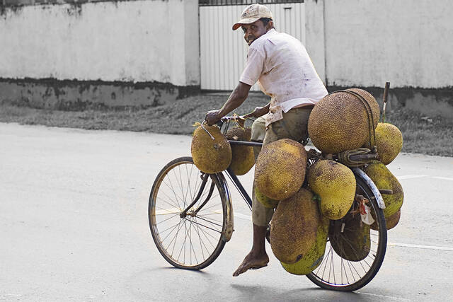 Porteur de fruits de jaquier au Sri Lanka