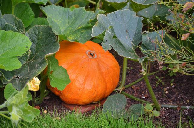 Potiron : fruit, fleur, feuillage
