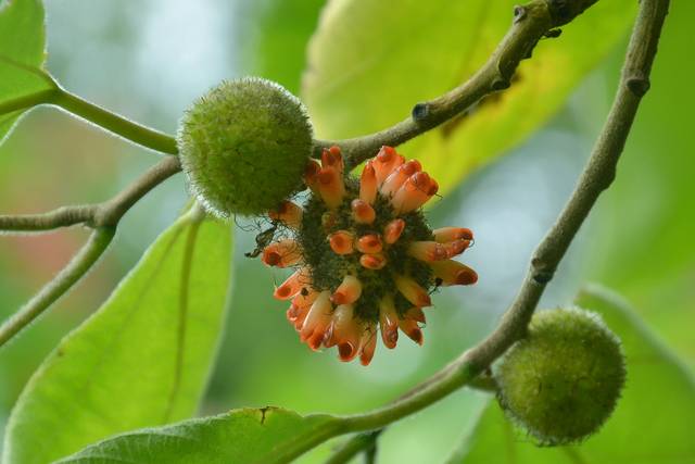 Broussonetia papyrifera : fruits