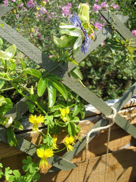 Capucine des Canaries et passiflore grimpant sur un treillage