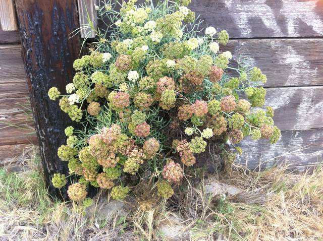 Criste marine en fleurs