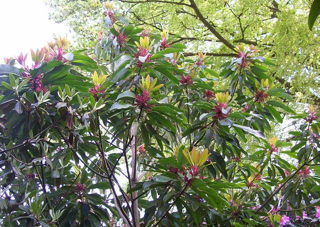 Daphniphyllum macropodum