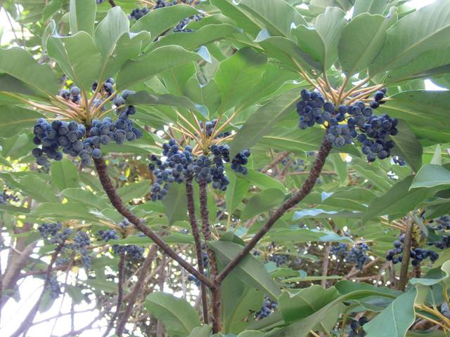 Daphniphyllum macropodum : fruits
