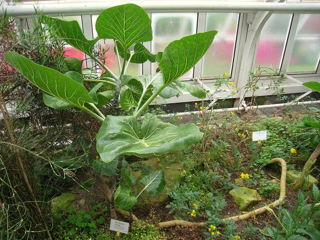 Dendroseris litoralis, arbre chou