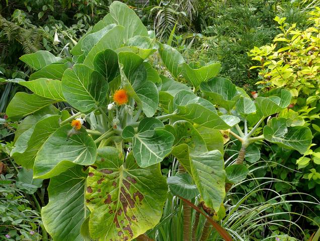 Dendroseris littoralis : floraison
