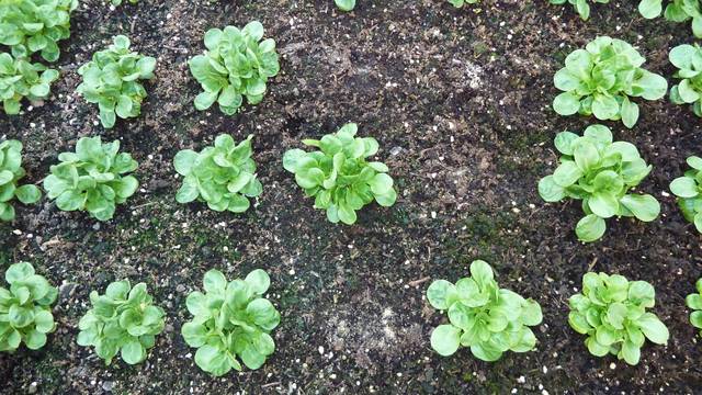 Plants de mâche au potager