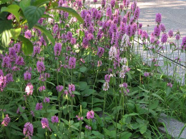 Stachys officinalis 'Hummelo'