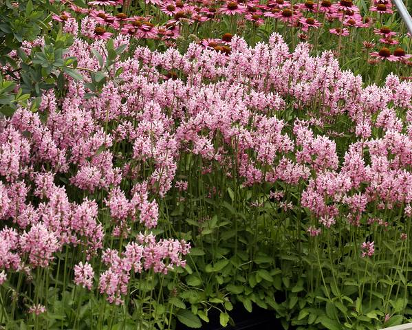 Stachys officinalis 'Pink Cotton Candy'