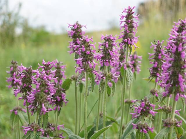 Stachys officinalis