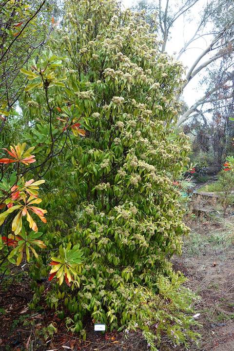 Backhousia citriodora, myrte citronné