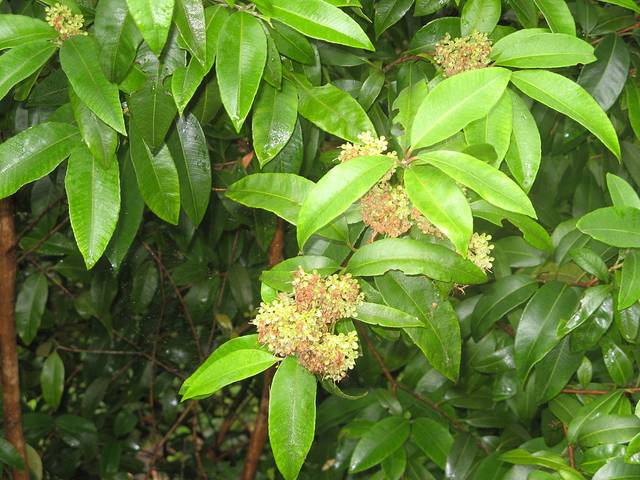 Backhousia citriodora, myrte citronné en fin de floraison