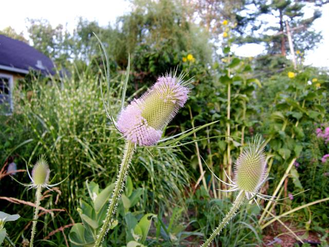 Cardères au jardin (Dipsacus fullonum)