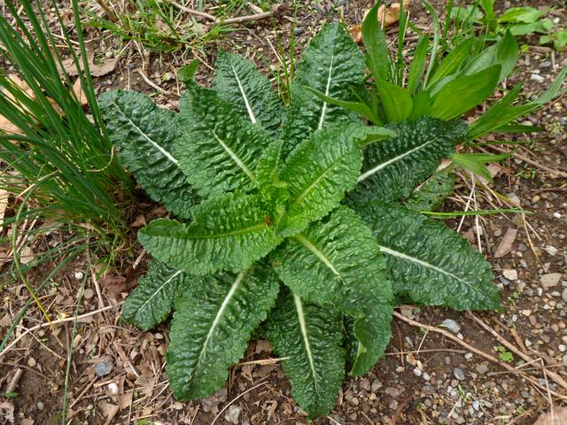 Dipsacus fullonum : feuilles